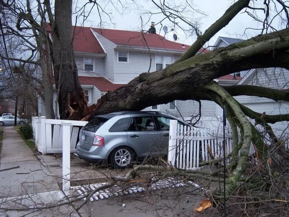 Emergency-tree-removal Rockford IL